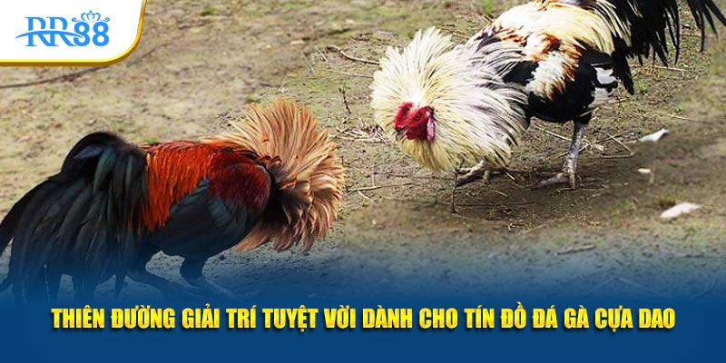 Thiên đường giải trí tuyệt vời dành cho tín đồ đá gà cựa dao